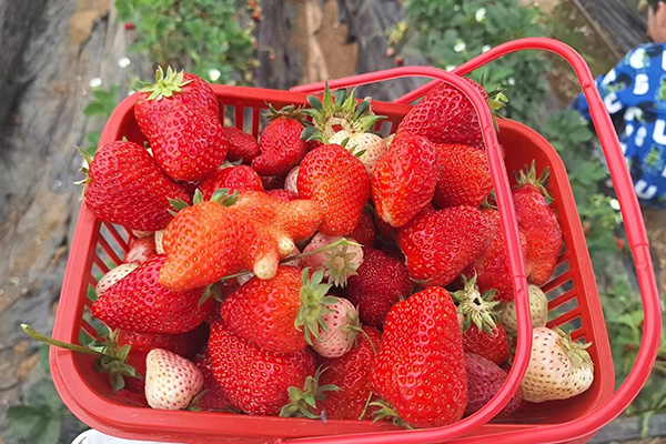 Qingdao Star Machine's Fun Day bij de Strawberry Fields